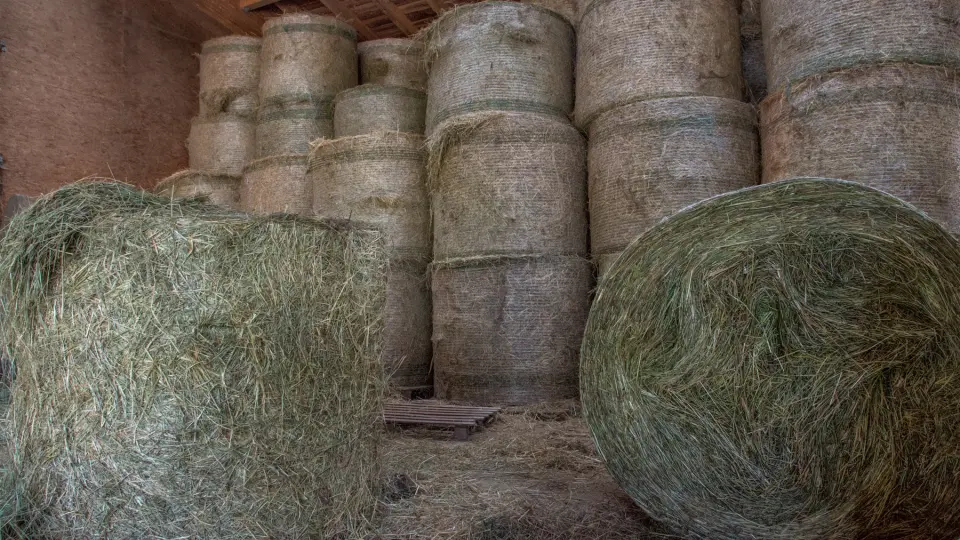 Außen-Paddock - Agrisalus Zuchtbetriebe