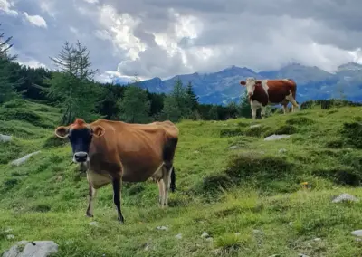 Malga Agrisalus - Agricampeggio Arco