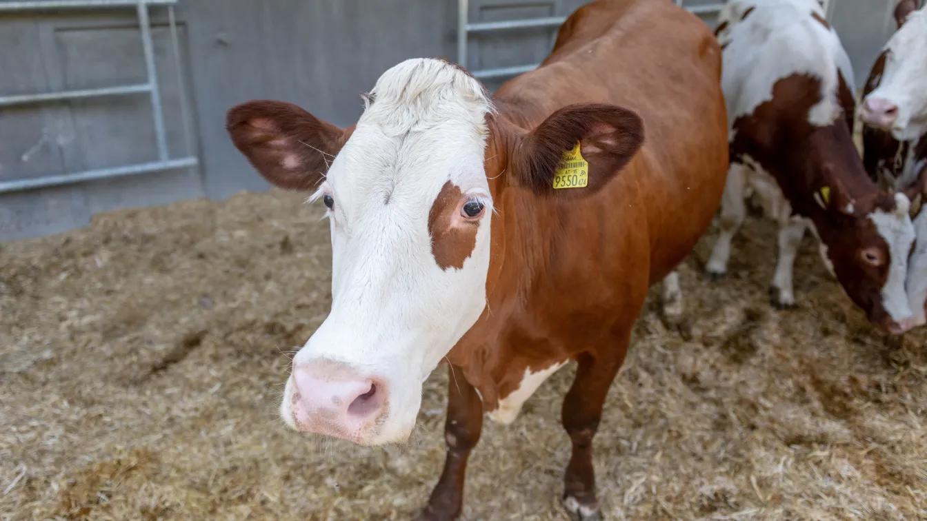 Zuchtbetriebe Agrisalus - Agri-Campingplatz Arco
