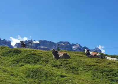 Pascolo delle mucche - Malga Agrisalus